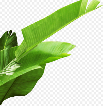Banana leaf - Banana leaves Banana leaf - Banana leaves