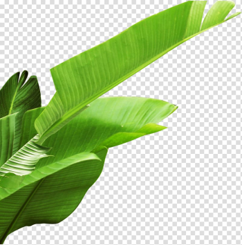 Banana leaf, Banana leaves, green banana leaf transparent background PNG clipart Banana leaf, Banana leaves, green banana leaf transparent background PNG clipart