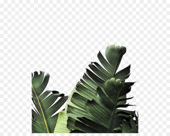 Banana leaf Frond Palm-leaf manuscript - Creative Green Leaves 