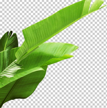 Banana Leaf PNG, Clipart, Autumn Leaves, Banana, Banana Le ...