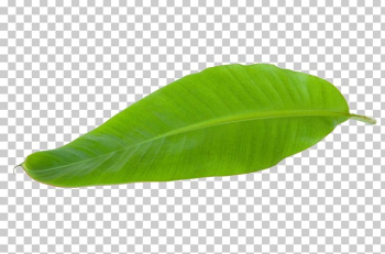 Banana Leaf PNG, Clipart, Banana Leaves, Encapsulated Postscript ...