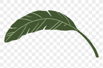 Banana leaf png sticker, botanical | Free PNG - rawpixel Banana leaf png sticker, botanical | Free PNG - rawpixel