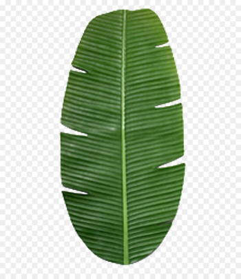 Banana leaf Texture mapping - banana leaves Banana leaf Texture mapping - banana leaves