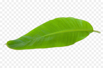 Banana leaf - Tropical banana leaves Banana leaf - Tropical banana leaves