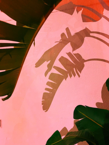 Banana leaves and their shadow on the wall Banana leaves and their shadow on the wall