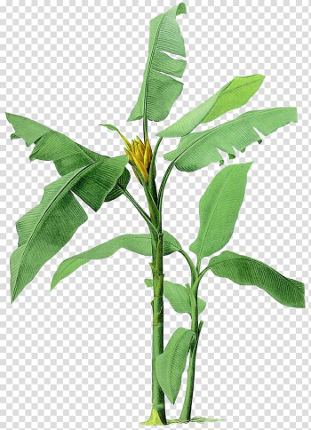 Banana tree illustration, Musa basjoo Banana Ravenala Illustration, Hand-painted banana tree illustration transparent background PNG clipart