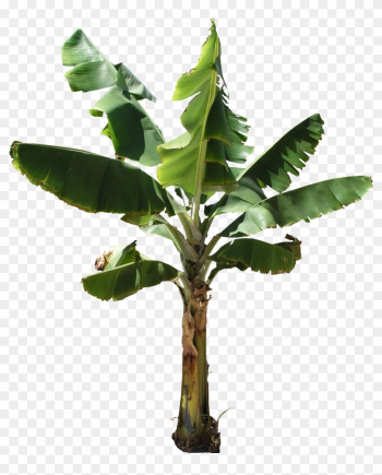 Banana Tree Plant Png - - Banana Tree Png