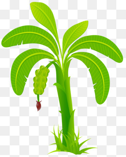 Banana Tree PNG Images | Vector and PSD Files | Free Download on ...