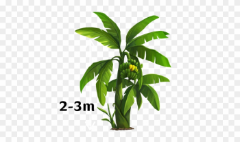 Banana Tree Png Images Vectors And Psd S On - Full Tree Banana