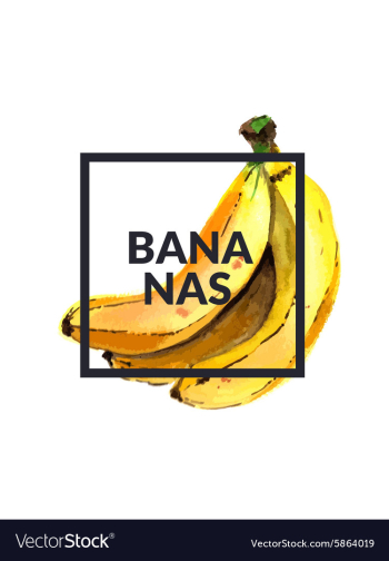Bananas Watercolor vector image Bananas Watercolor vector image