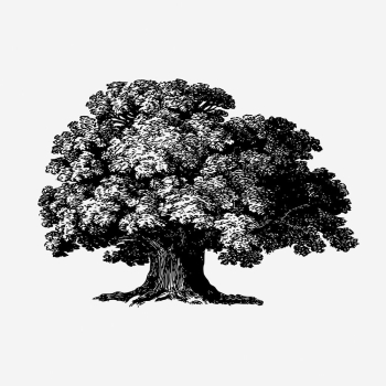 Baobab tree drawing, vintage botanical | Free Photo - rawpixel Baobab tree drawing, vintage botanical | Free Photo - rawpixel