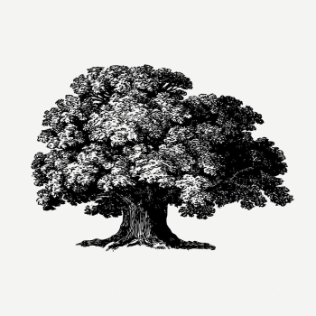 Baobab tree drawing, vintage botanical | Free PSD - rawpixel Baobab tree drawing, vintage botanical | Free PSD - rawpixel