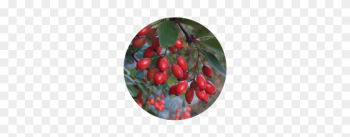 Barberry (baker) - Rose Hip Barberry (baker) - Rose Hip