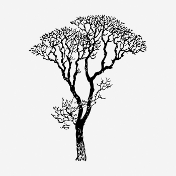 Bare tree drawing, botanical vintage | Free Photo - rawpixel Bare tree drawing, botanical vintage | Free Photo - rawpixel