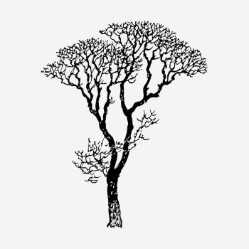 Bare tree drawing, botanical vintage | Free PSD - rawpixel Bare tree drawing, botanical vintage | Free PSD - rawpixel