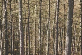 bare tree painting