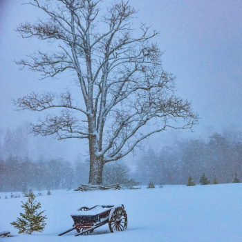 Bare Tree Painting