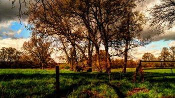 Bare Trees Under White Clouds
