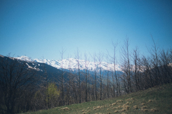 Bare Trees With Mountain Background Bare Trees With Mountain Background