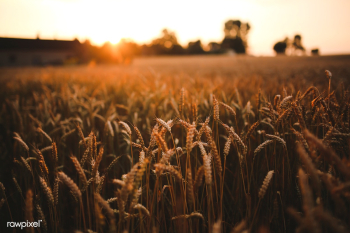 Barley agricultural field | Free stock photo - 435499 Barley agricultural field | Free stock photo - 435499