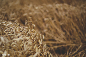 Barley agricultural field | Free stock photo - 435500 Barley agricultural field | Free stock photo - 435500
