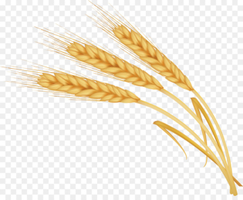 Barley - barley Barley - barley