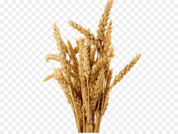 Barley, Beer, Desktop Wallpaper, Plant, Grass Family PNG Barley, Beer, Desktop Wallpaper, Plant, Grass Family PNG