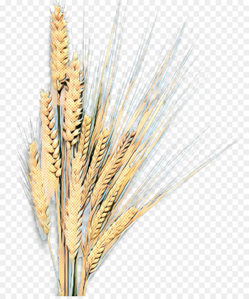 Barley, Emmer, Grain, Triticale, Hordeum PNG Barley, Emmer, Grain, Triticale, Hordeum PNG