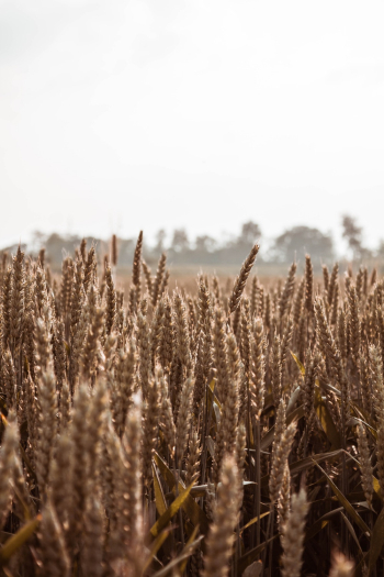 Barley Field Barley Field