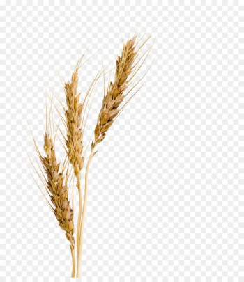 Barley malt syrup Barley malt syrup Wheat Barley Malt Extract - barley 