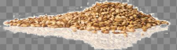 Barley PNG Pic Barley PNG Pic