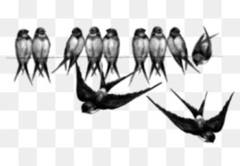 Barn swallow Bird flight Bird flight - flock of birds Barn swallow Bird flight Bird flight - flock of birds