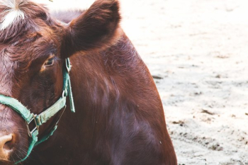 Barnyard Cow Barnyard Cow