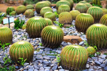 Barrel Cactus Barrel Cactus