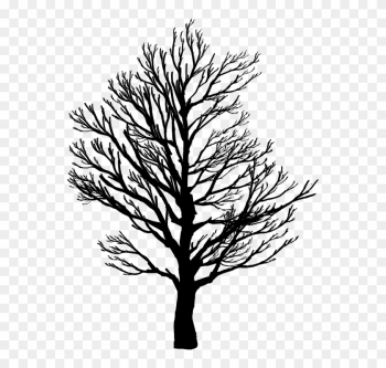 Barren, Branches, Nature, Plant, Plants, Silhouette - Screws Us Up Most In Life Barren, Branches, Nature, Plant, Plants, Silhouette - Screws Us Up Most In Life