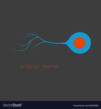 Basic neuron types vector image Basic neuron types vector image