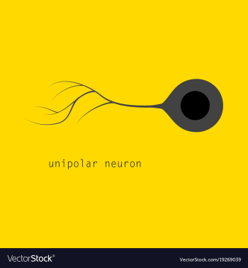 Basic neuron types vector image Basic neuron types vector image