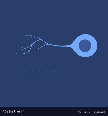 Basic neuron types vector image Basic neuron types vector image
