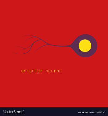 Basic neuron types vector image Basic neuron types vector image