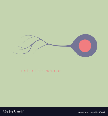 Basic neuron types vector image Basic neuron types vector image