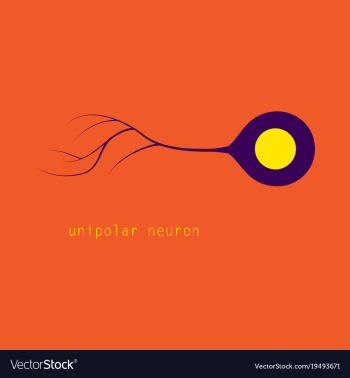 Basic neuron types vector image Basic neuron types vector image