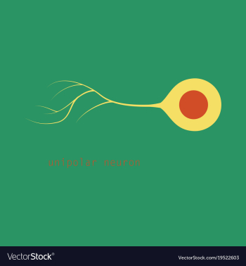 Basic neuron types vector image Basic neuron types vector image
