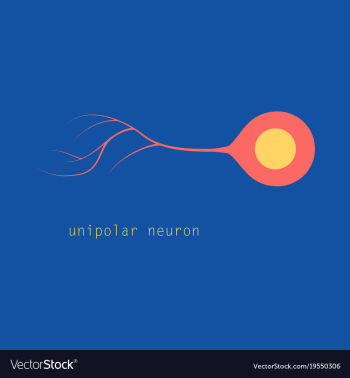 Basic neuron types vector image Basic neuron types vector image