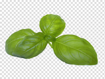 Basil Coriander Fines herbes Vegetable, basil transparent background PNG clipart Basil Coriander Fines herbes Vegetable, basil transparent background PNG clipart