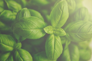 Basil Leaves Basil Leaves