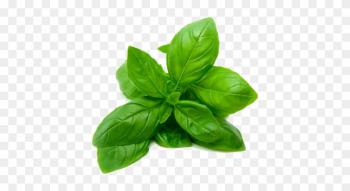 Basil Leaves - Basil Leaves