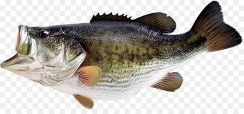 Bass fishing Largemouth bass - fish Bass fishing Largemouth bass - fish