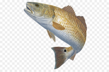 Bass fishing Red drum Fly fishing - bass Bass fishing Red drum Fly fishing - bass