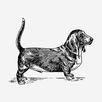 Basset hound dog hand drawn | Free Photo - rawpixel