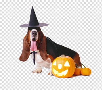 Basset Hound French Bulldog Puppy Halloween Costume, Witch long-eared dog transparent background PNG clipart